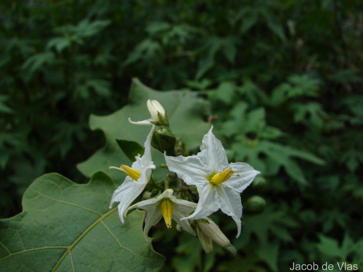 Solanum torvum Sw.